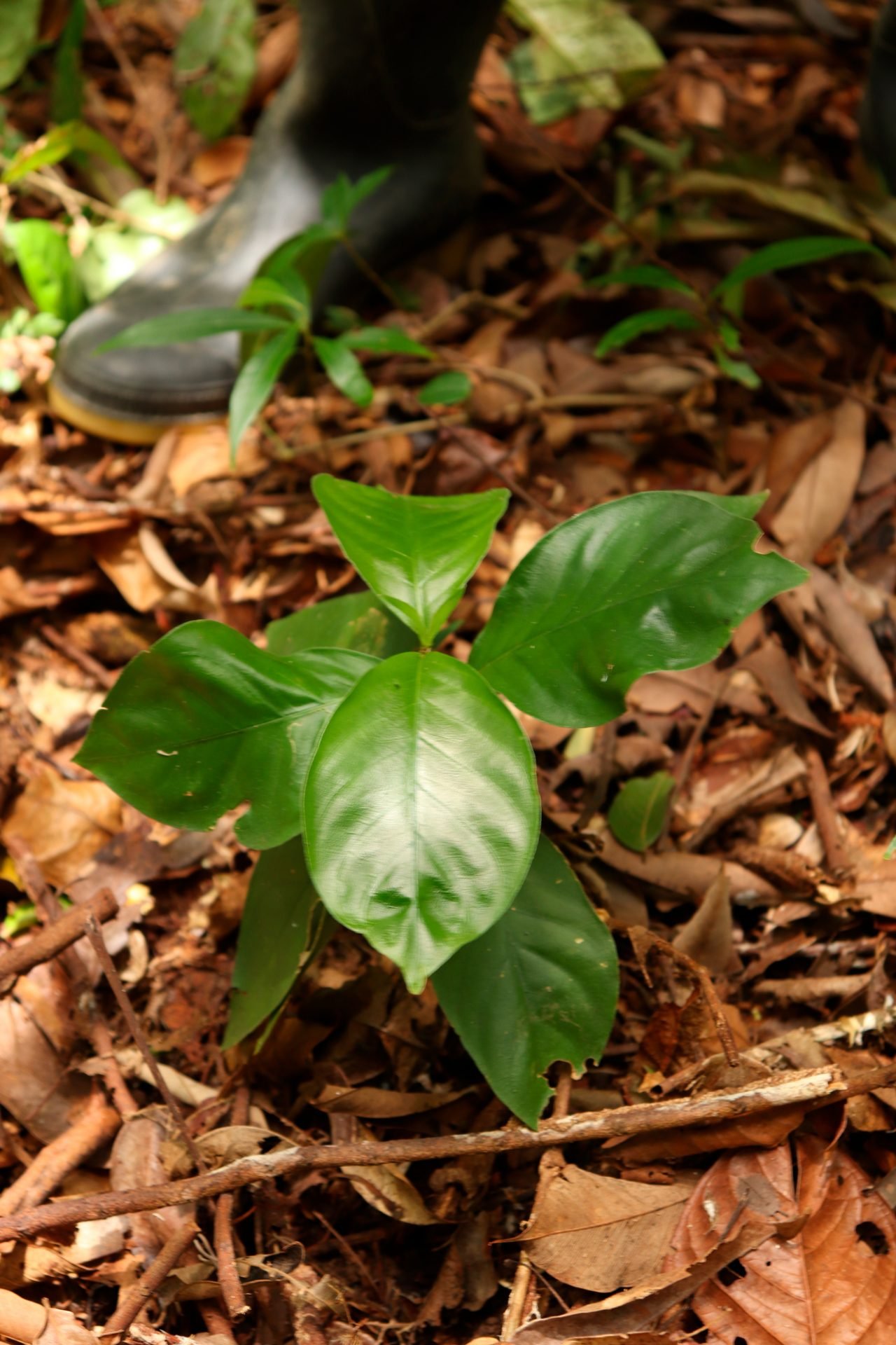 Bosque tropical, Vive la magia en Necocli