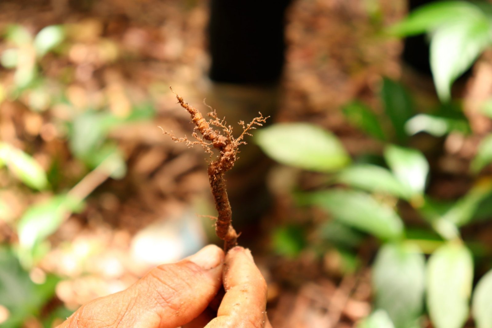 Bosque tropical, Vive la magia en Necocli