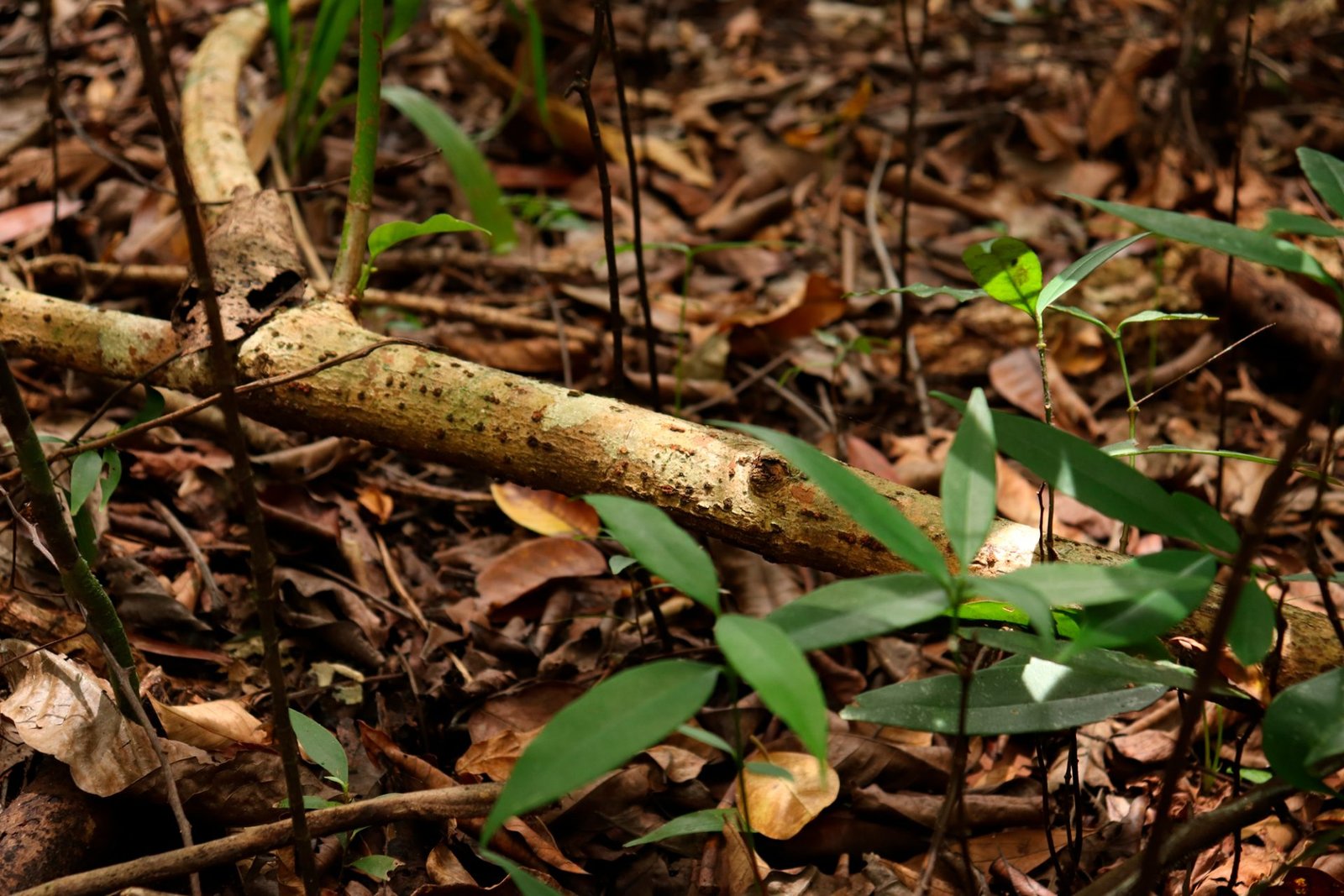 Bosque tropical, Vive la magia en Necocli