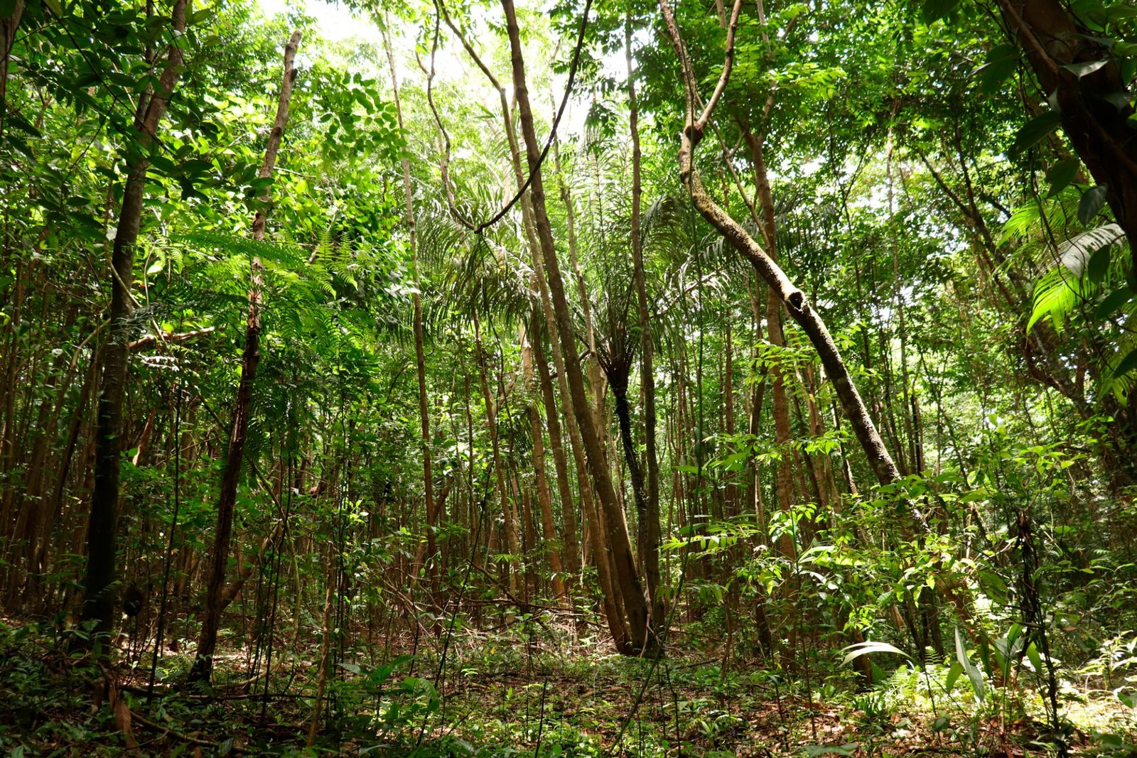 Bosque tropical, Vive la magia en Necocli